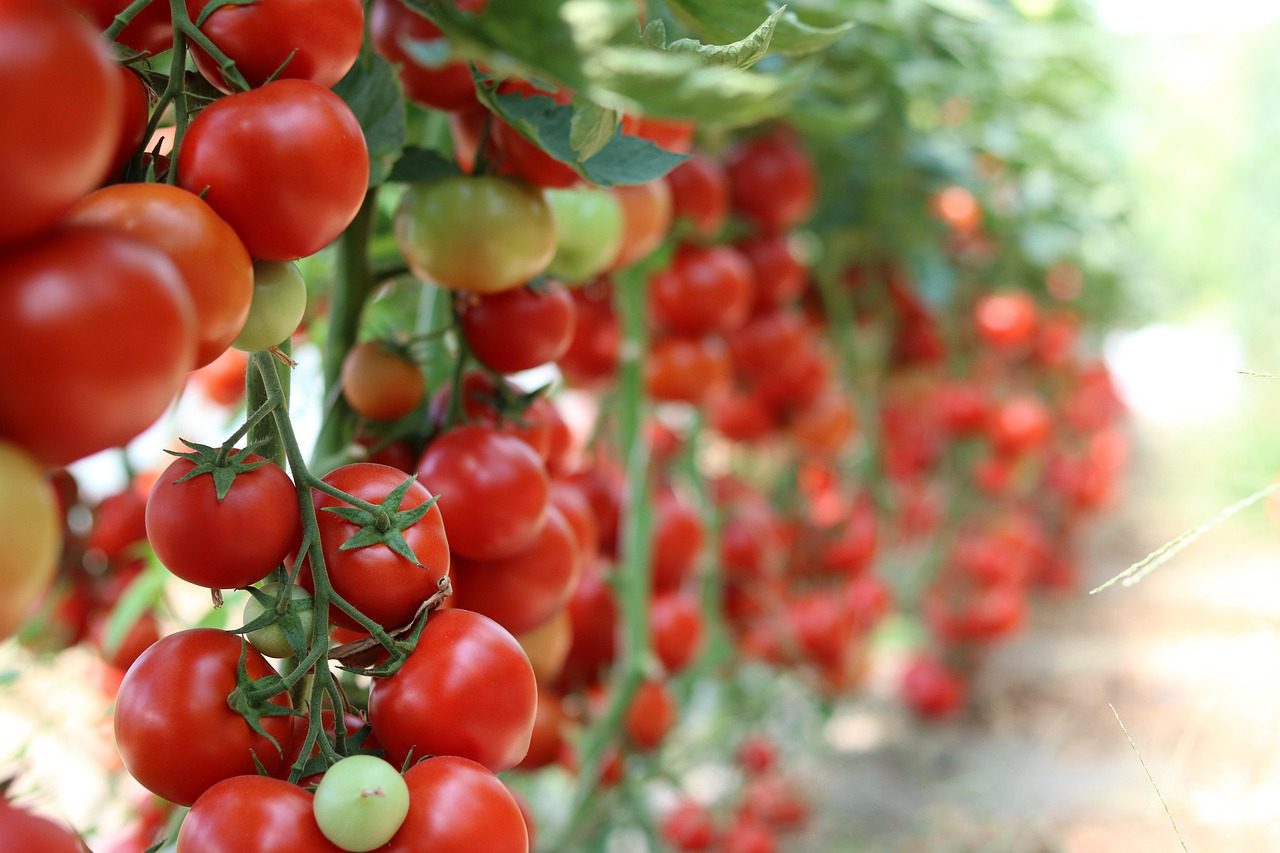 Growing Vegetables on an Apartment Balcony A Beginner’s Guide