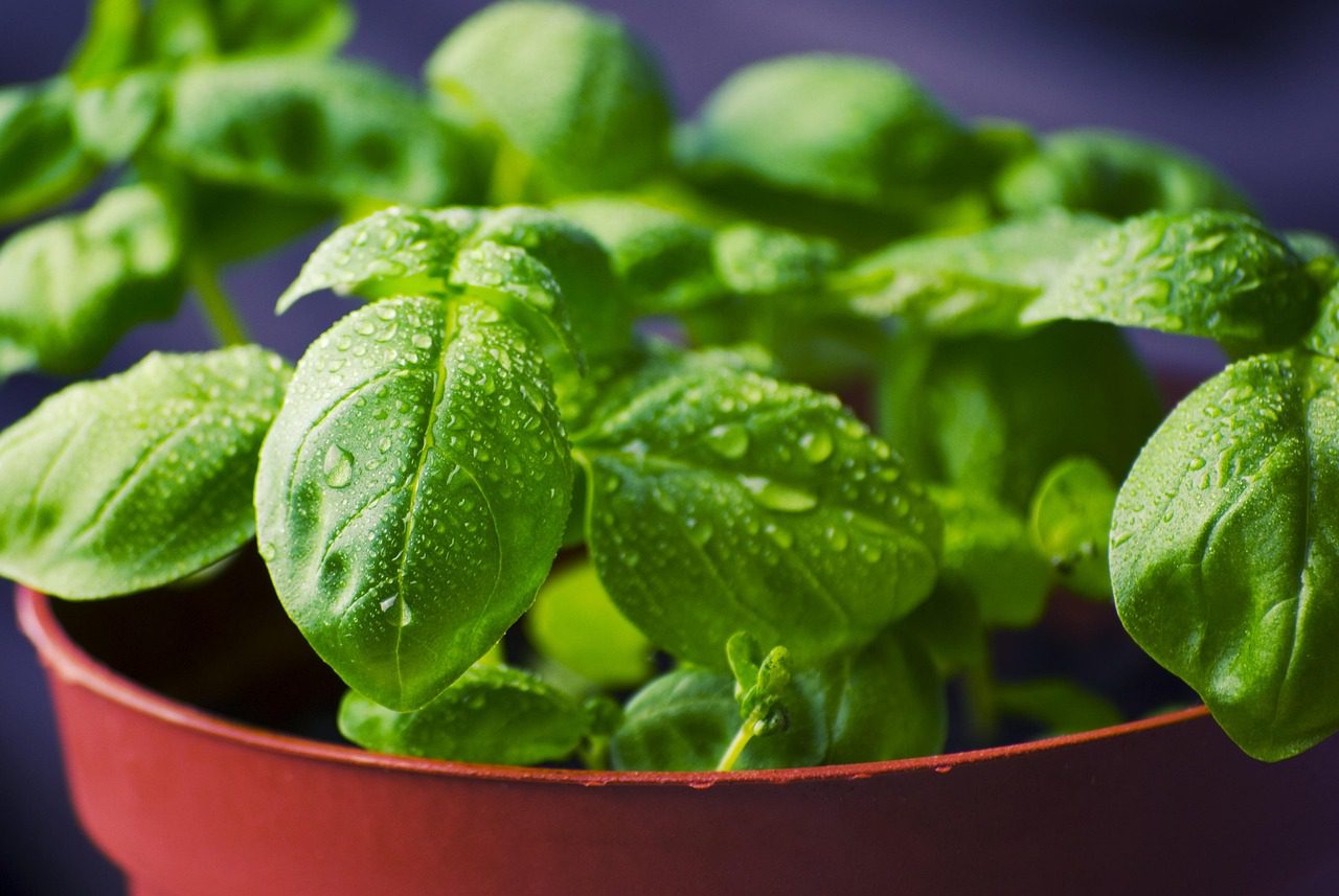 How to Grow Culinary Herbs at Home