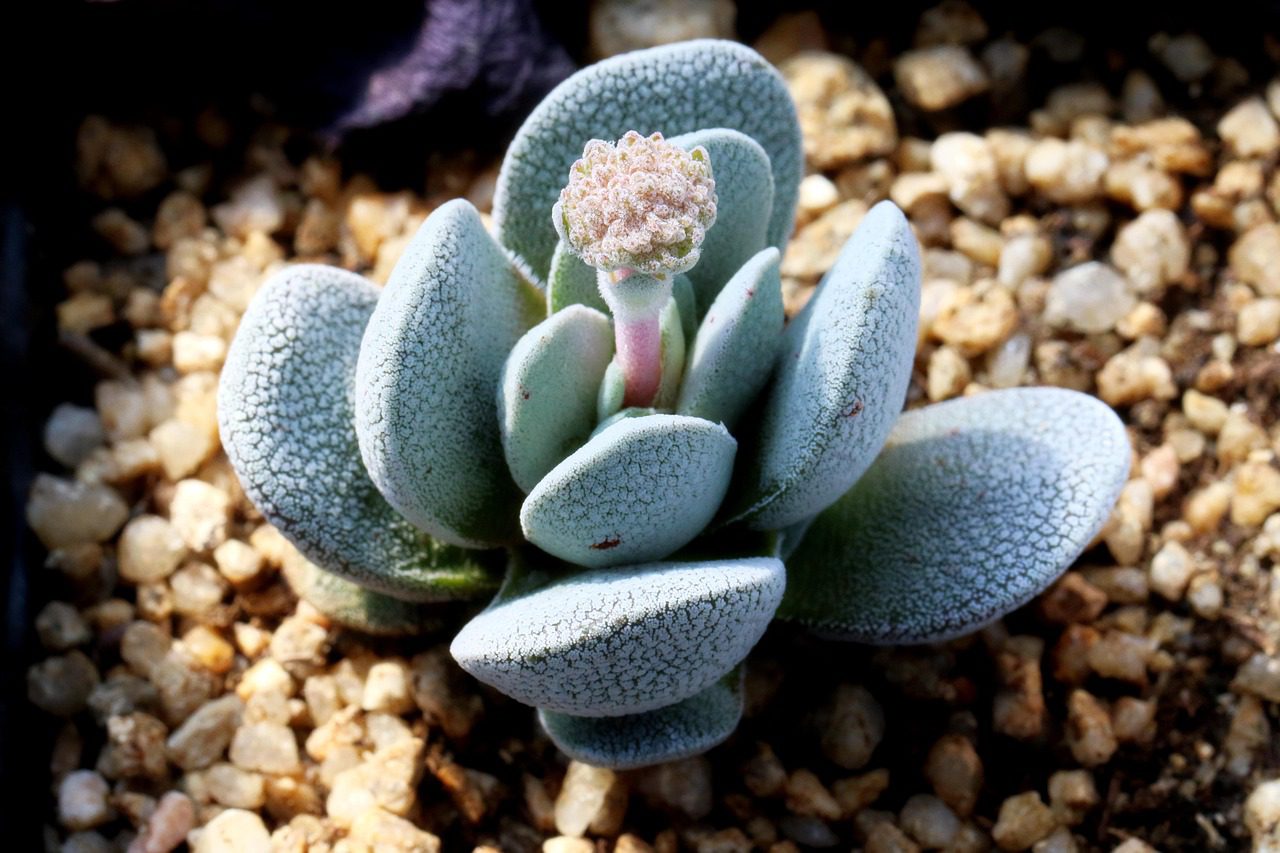 How to Care for a Rare Succulent Plant at Home