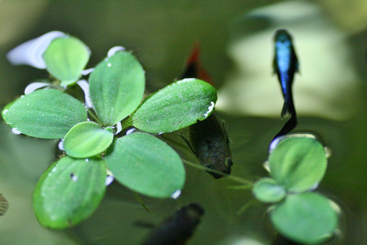 Aquatic Plants for Small Aquariums – A Beginner’s Guide