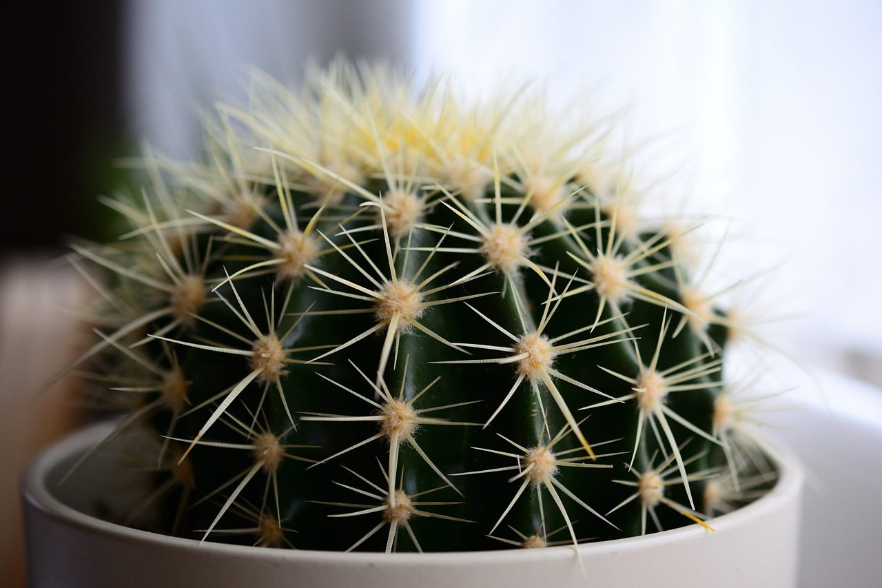 Best Ideas for Decorating with Large-Flowered Cacti Indoors