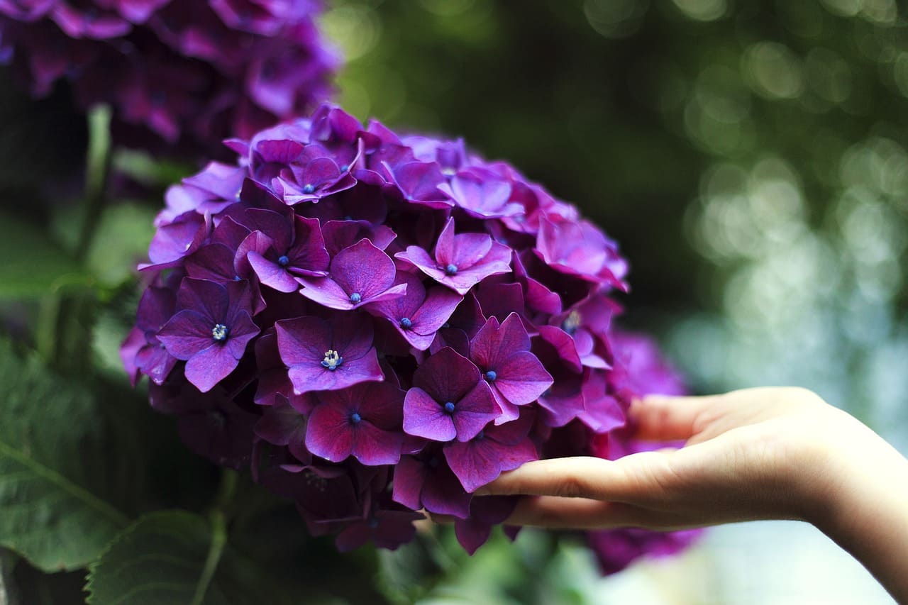 How to Grow and Care for Hydrangeas