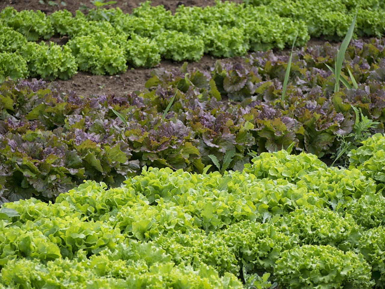 How to Start a Small Vegetable Garden