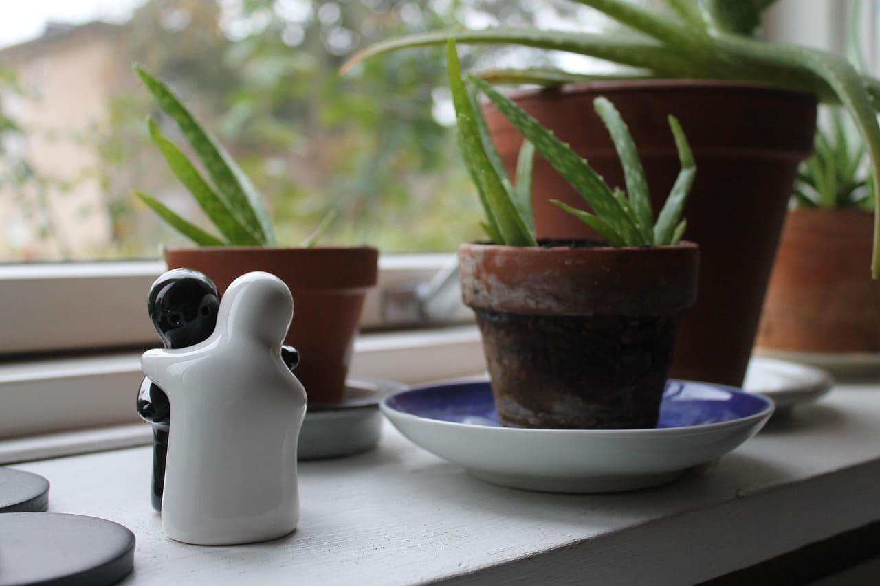 How to Grow and Care for Aloe Vera Plants