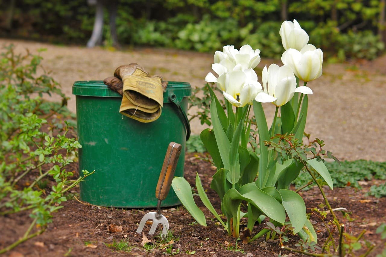 How to Create a Low-Water Garden