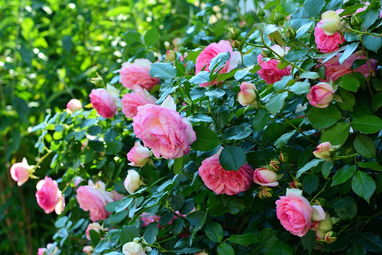 How to Grow and Care for Roses in Your Garden