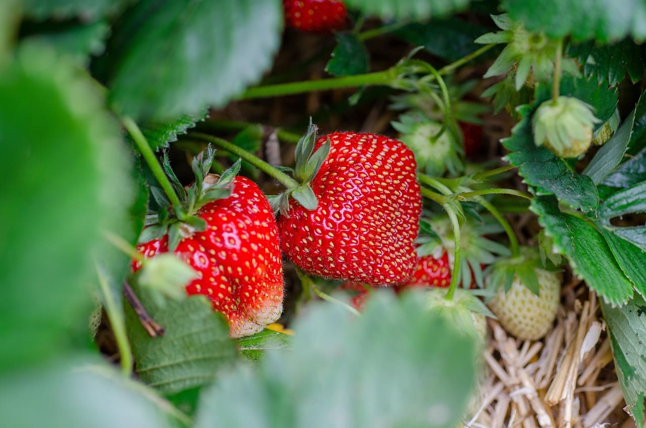 How to Start a Small Fruit Garden