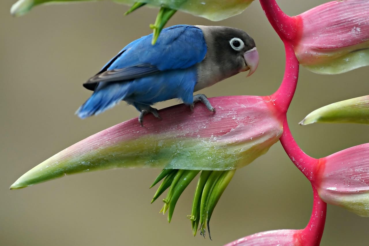 How to Create a Wildlife-Friendly Garden