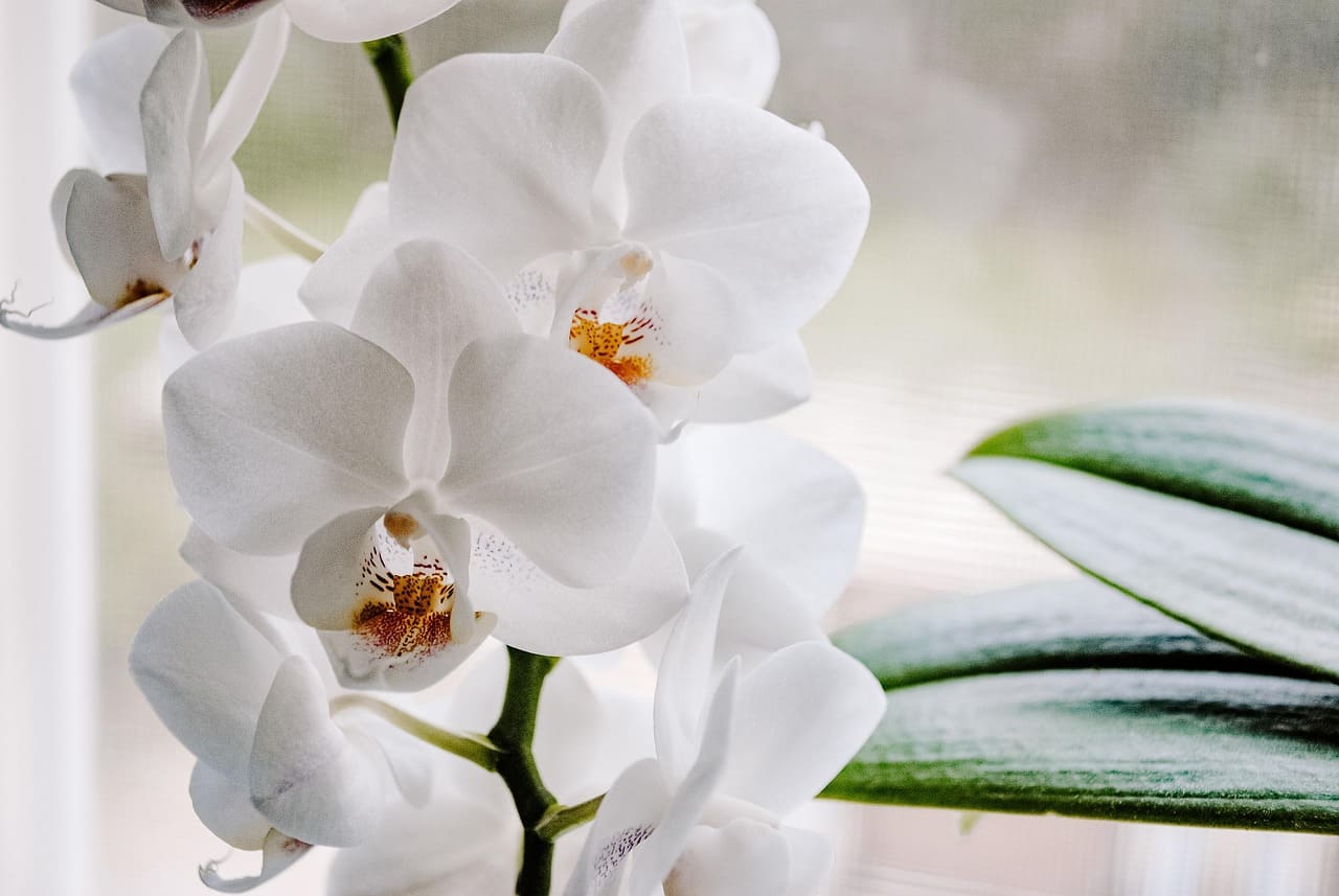 How to Care for Orchids Indoors