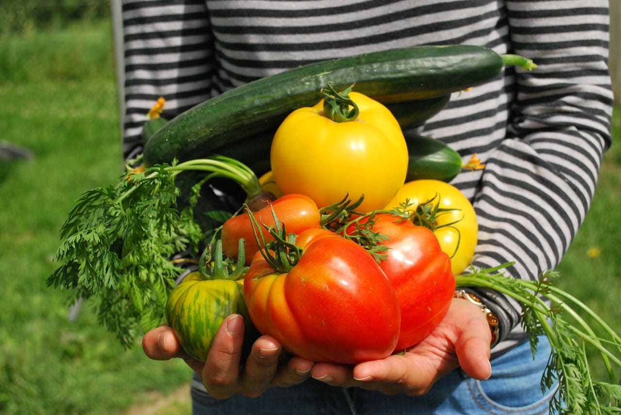 How to Grow Your Own Salad Garden