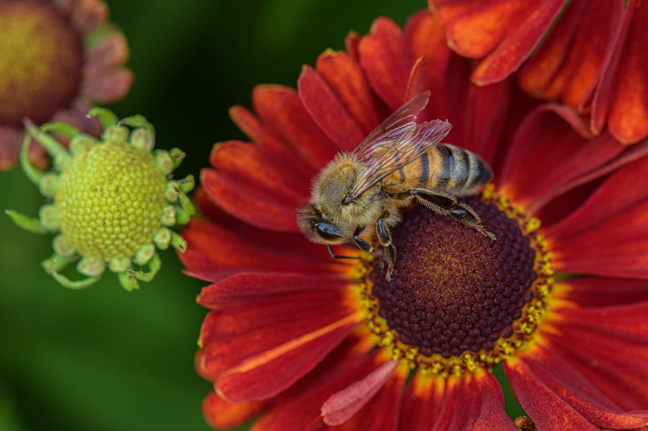 How to Create a Pollinator-Friendly Garden