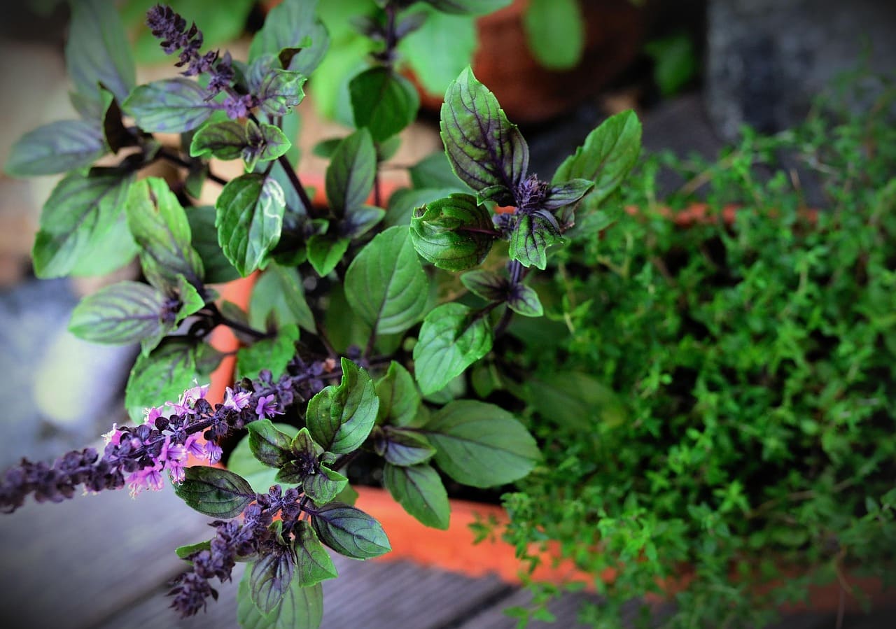 How to Grow Your Own Indoor Herb Garden