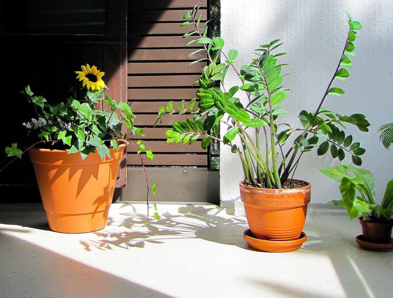 How to Start a Balcony Garden
