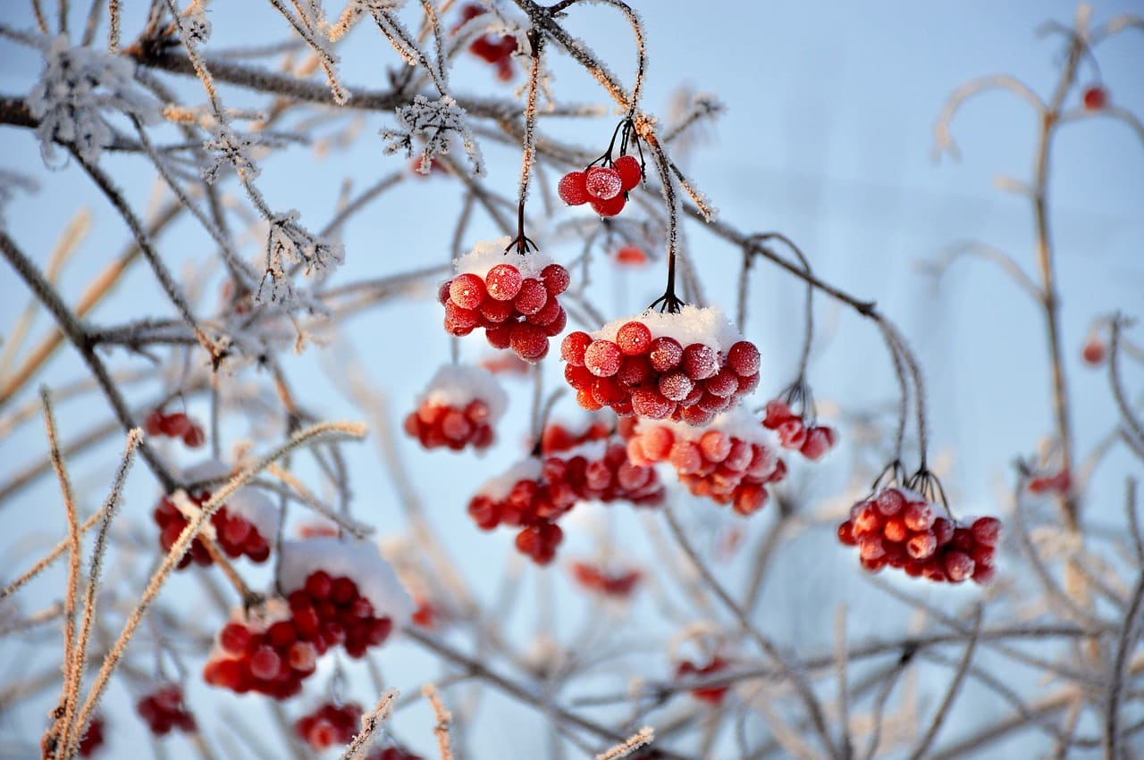 How to Prepare Your Garden for Winter