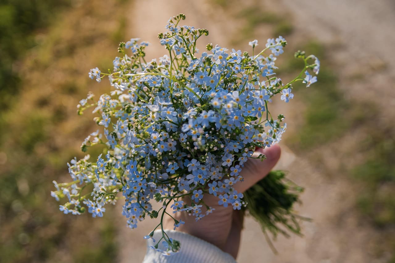 How to Grow and Care for Edible Flowers