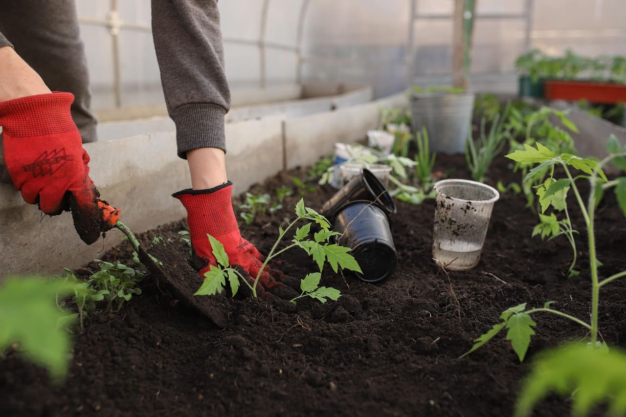 How to Design a Low-Maintenance Garden