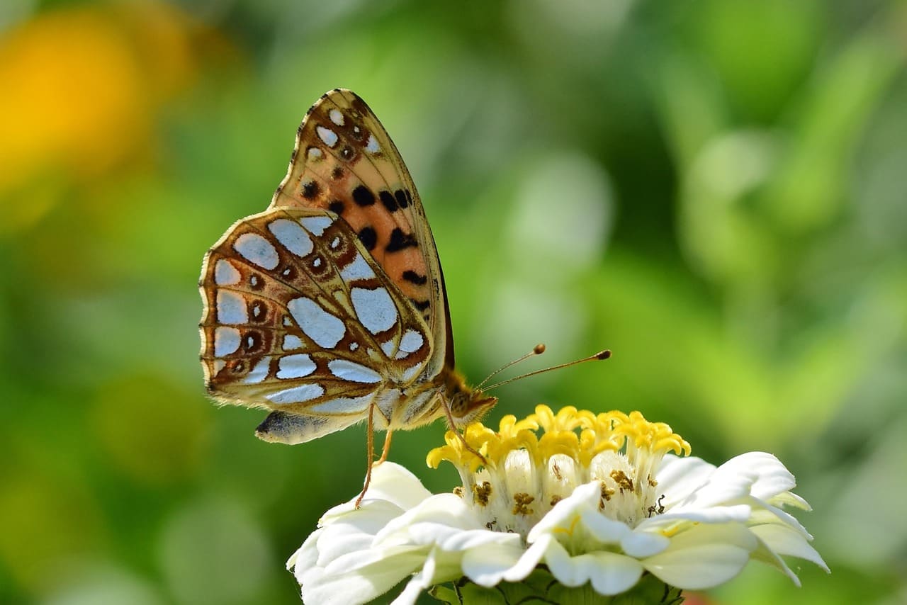 Designing a Sustainable Butterfly Garden