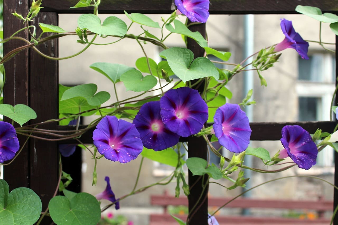How to Grow and Care for Climbing Plants