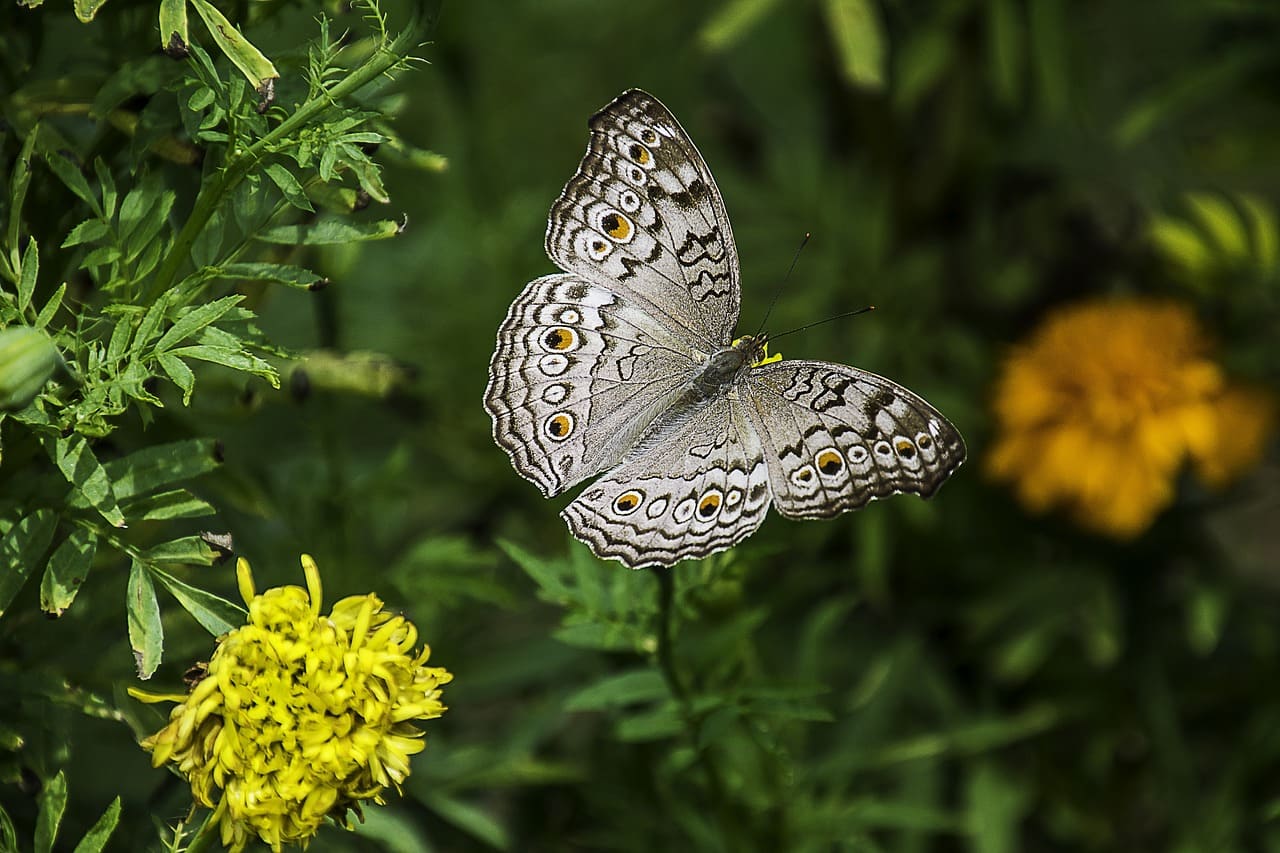 How to Create a Butterfly Garden at Home