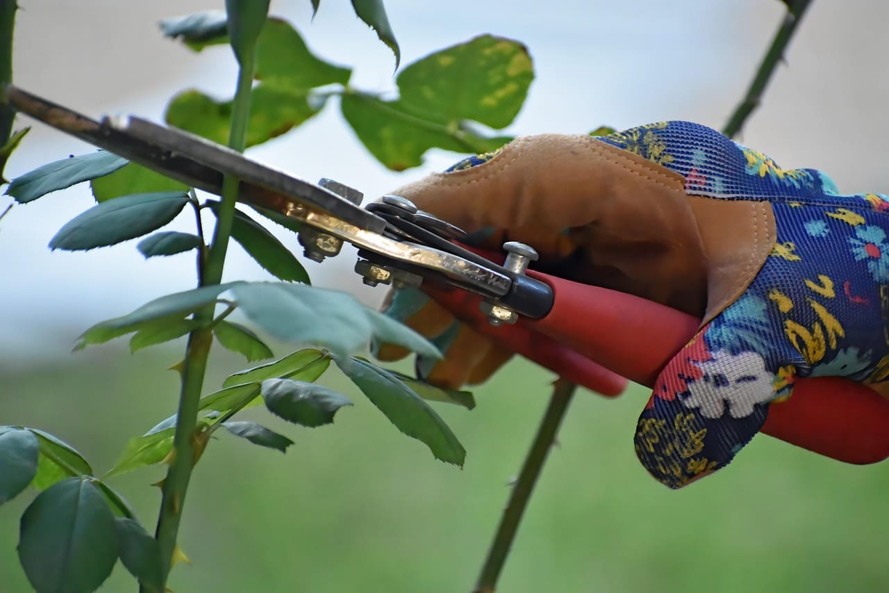 How to Prune Plants for Healthier Growth