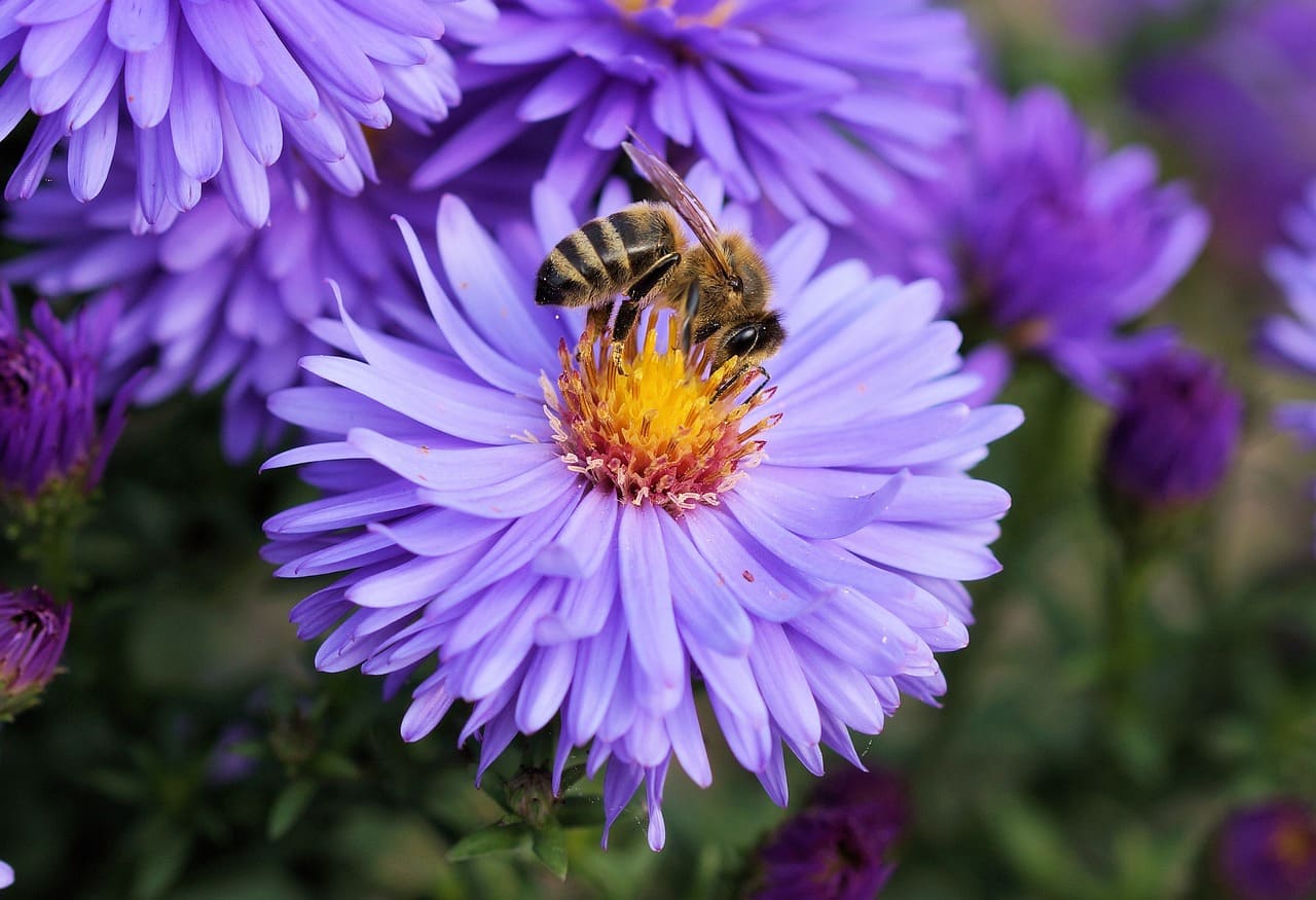 How to Attract Butterflies and Bees to Your Garden