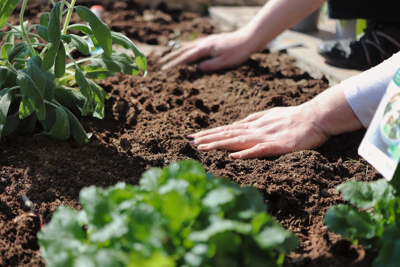 How to Start a Vegetable Garden at Home