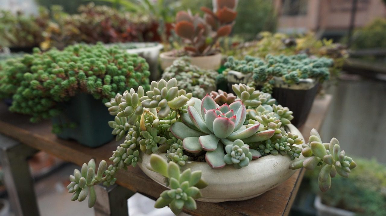 The Essential Guide to Growing and Caring for Succulents