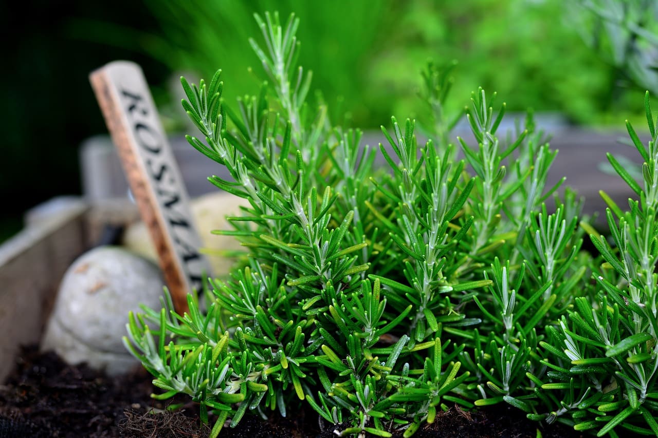 How to Create a Mini Herb Garden at Home