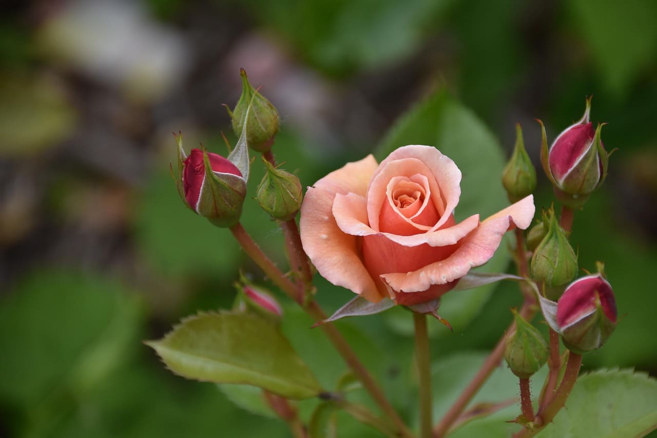 Complete Guide to Caring for Roses in Your Garden