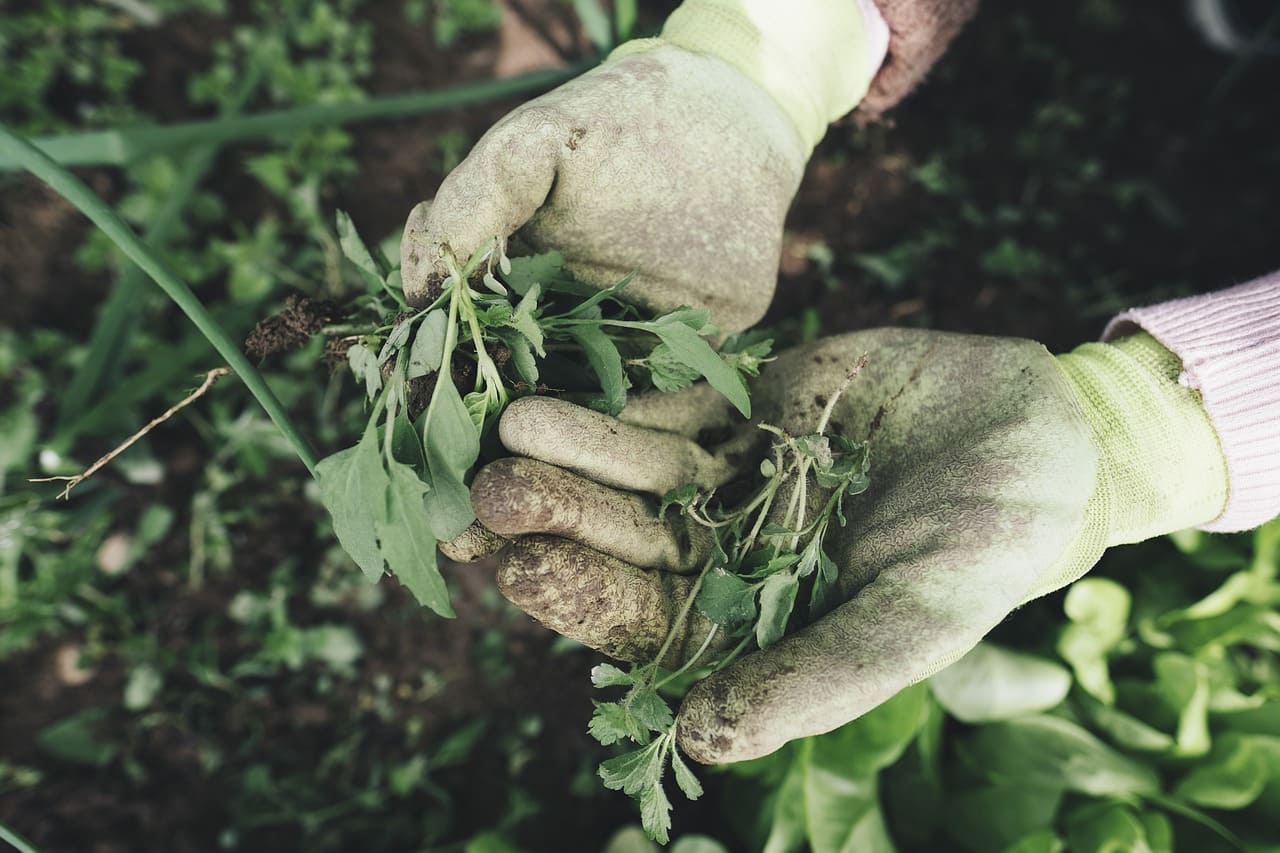 Everything You Need to Know About Natural Fertilizers
