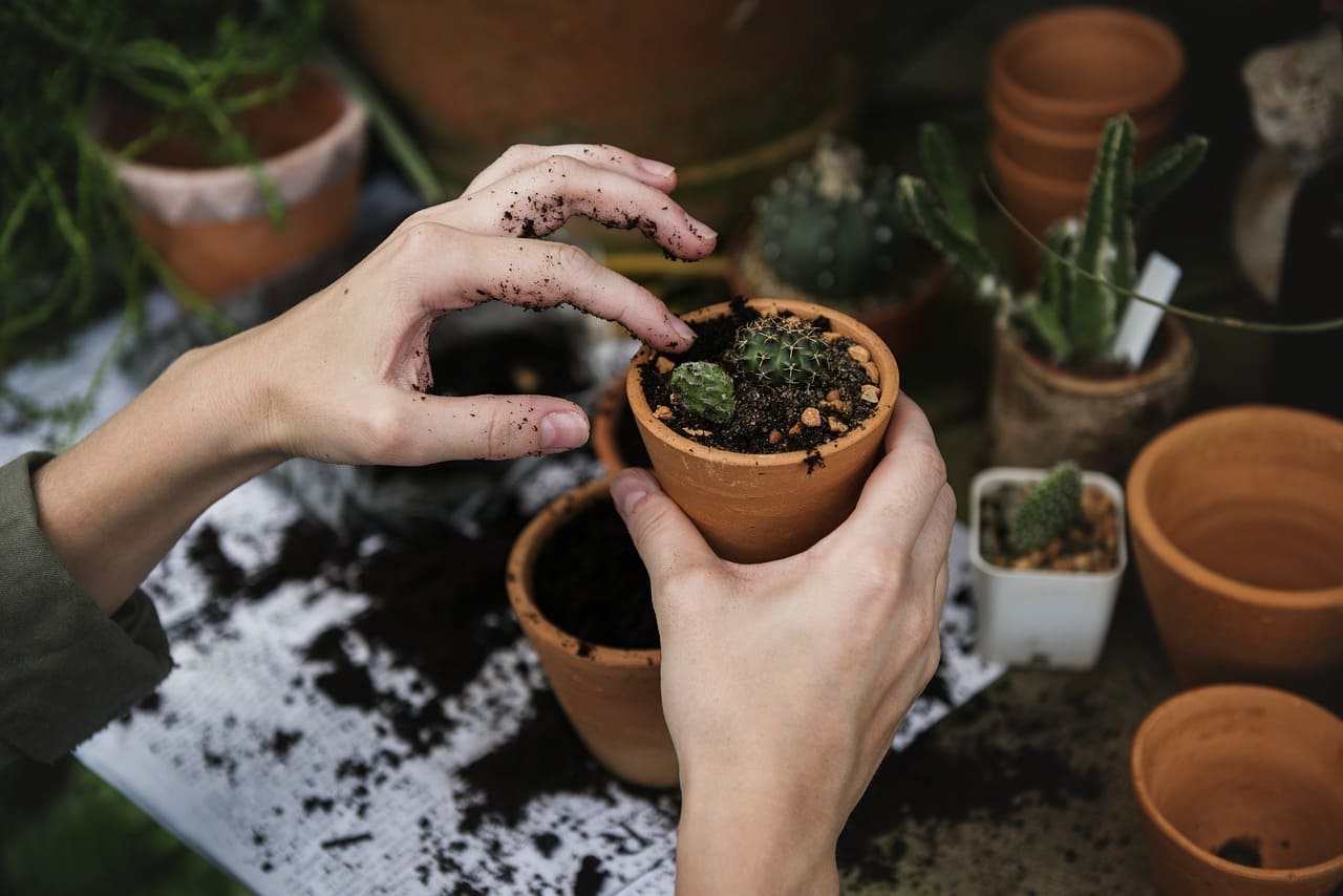 Low-Maintenance Plants for Beginner Gardeners