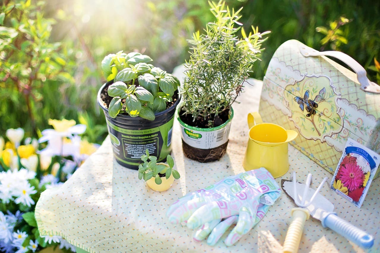 Tips for Growing Aromatic Herbs at Home