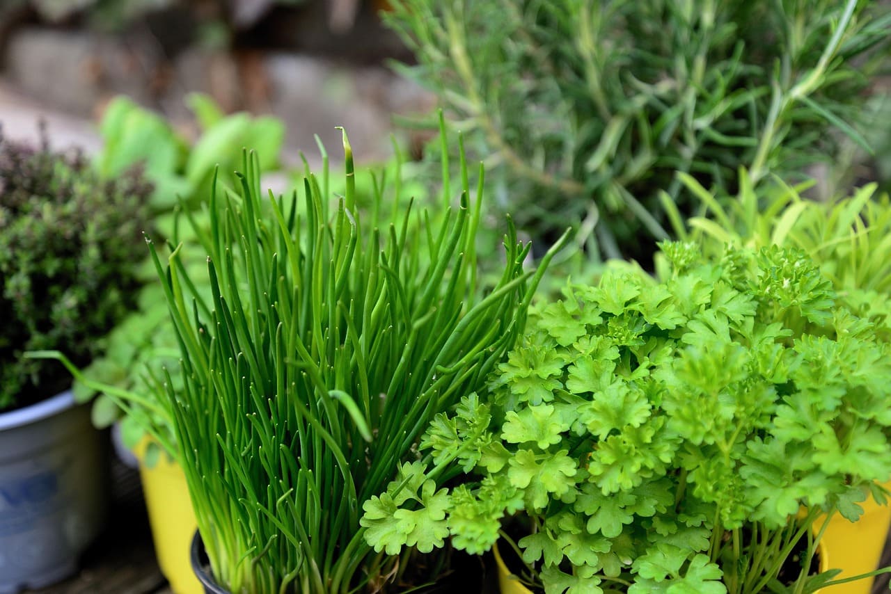 How to Start a Medicinal Herb Garden