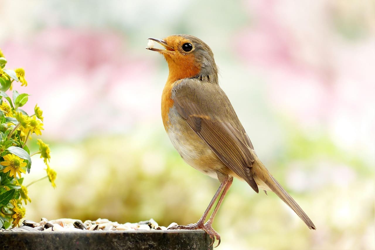How to Attract Birds to Your Garden