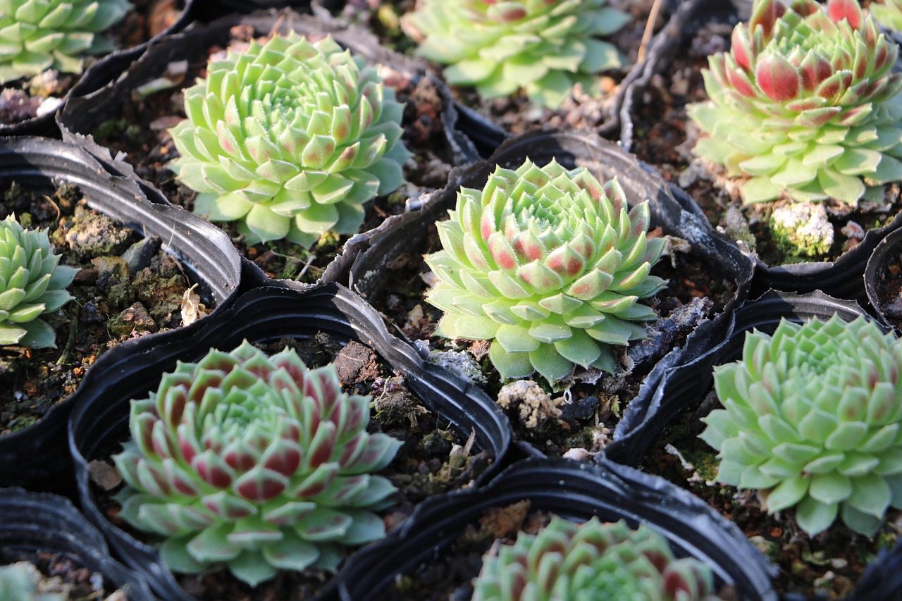 How to Grow and Care for Succulents