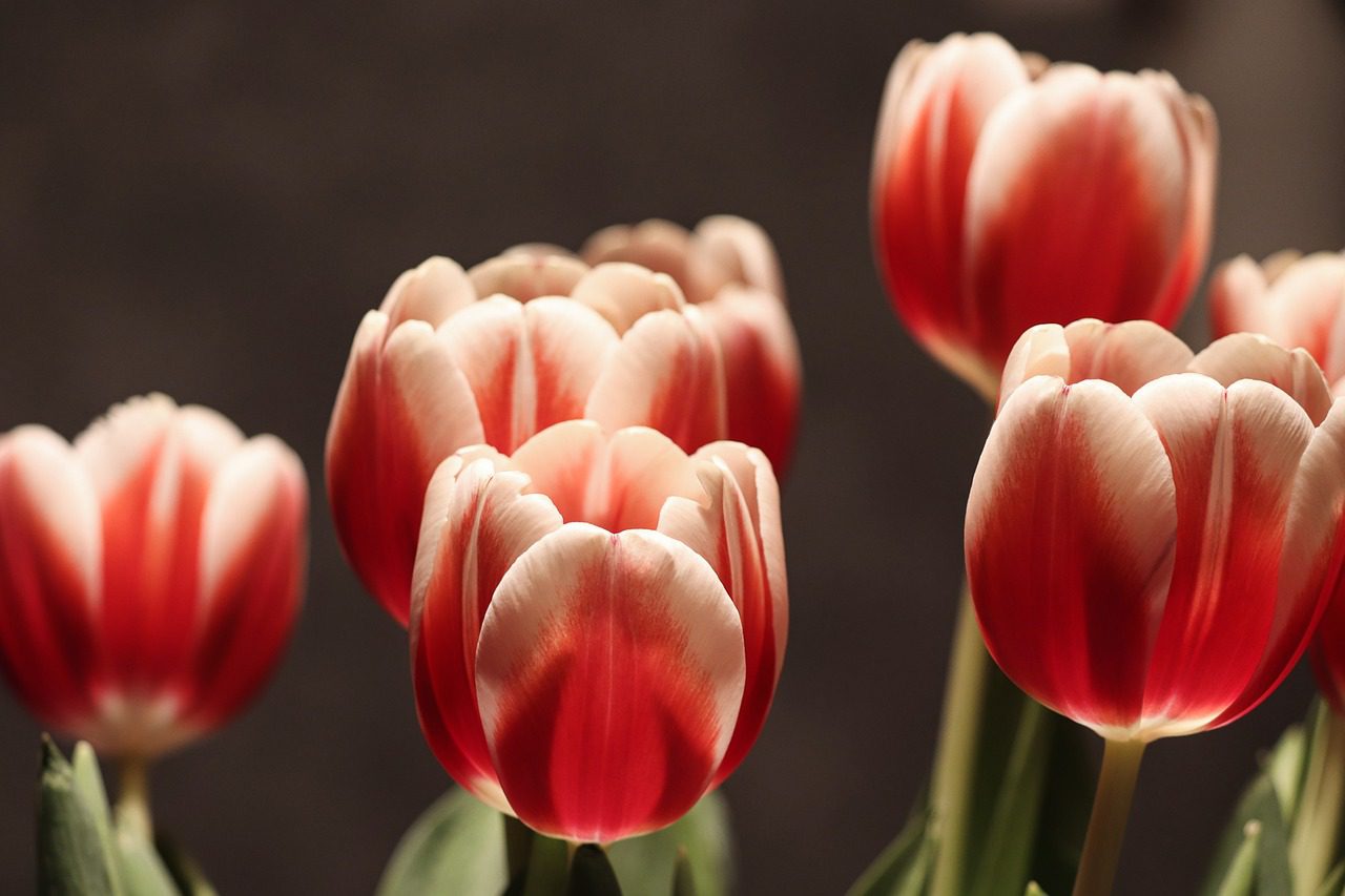 How to Grow and Care for Tulips