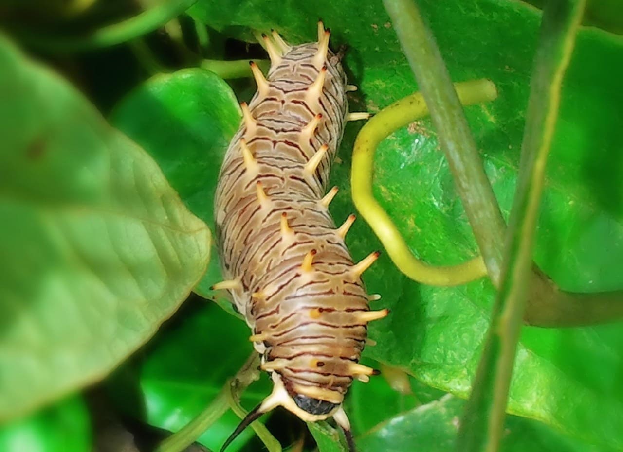 How to Protect Your Plants from Pests and Diseases