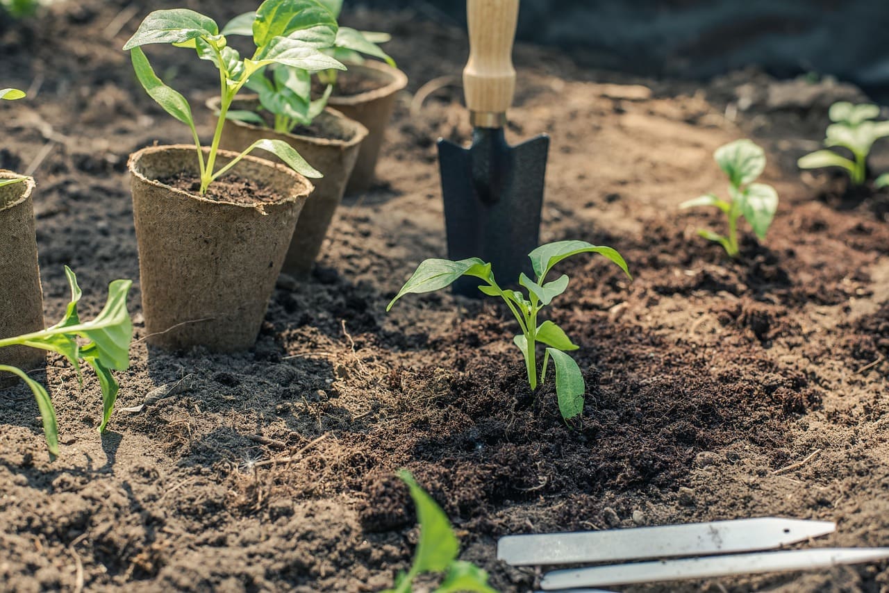 The Benefits of Companion Planting and How to Get Started