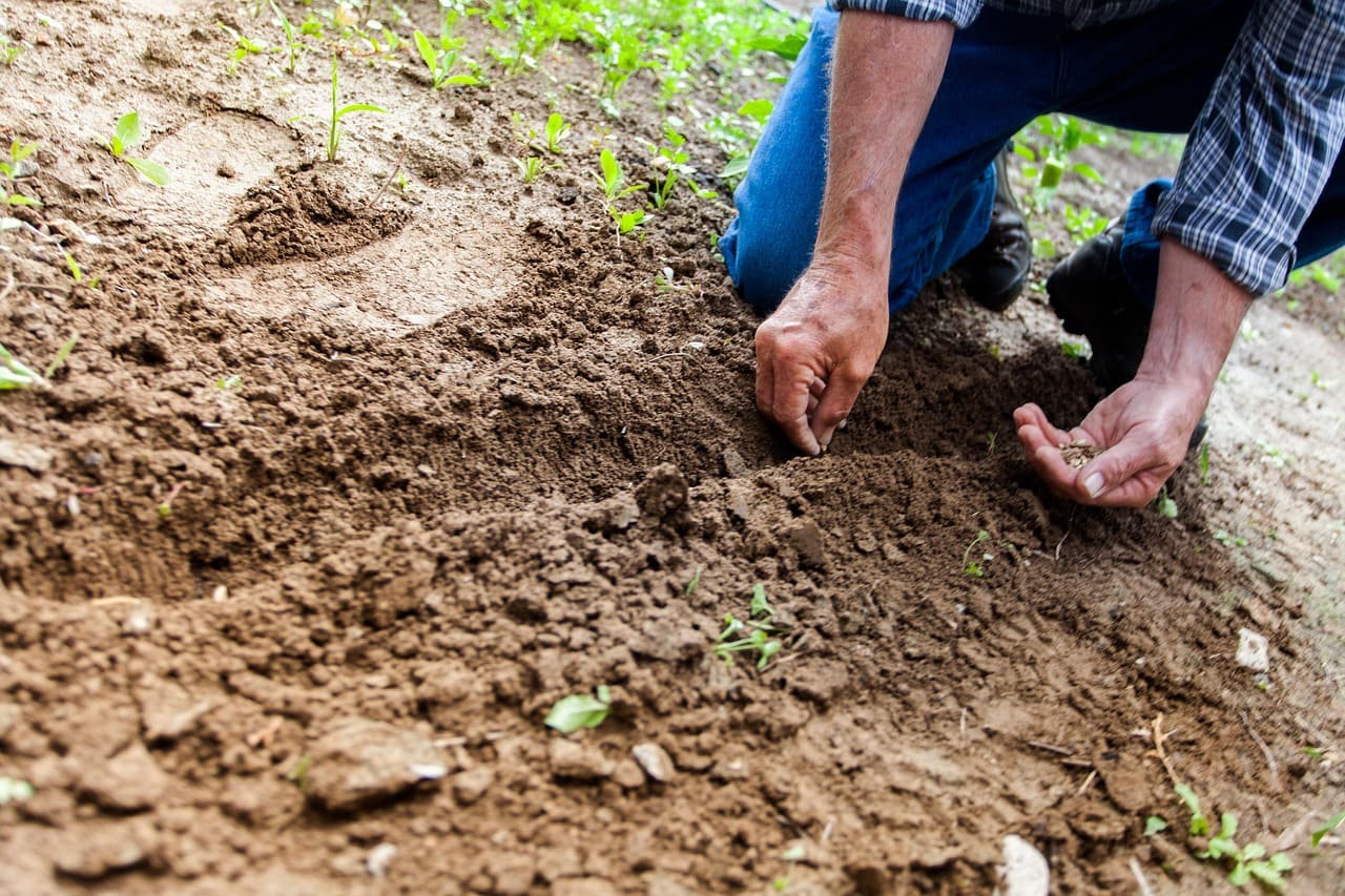 How to Test and Improve Soil Health in Your Garden