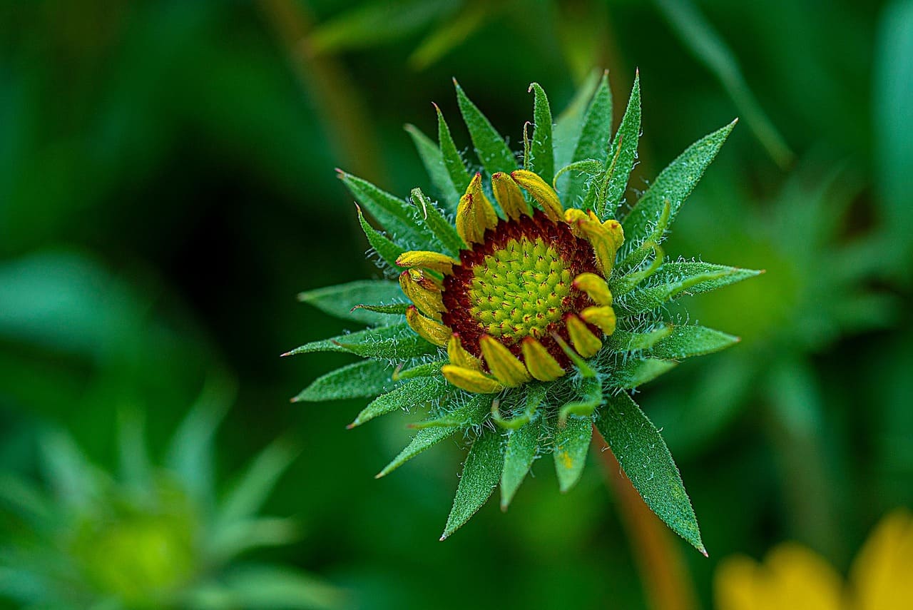 The Best Drought-Tolerant Plants for Hot Climates