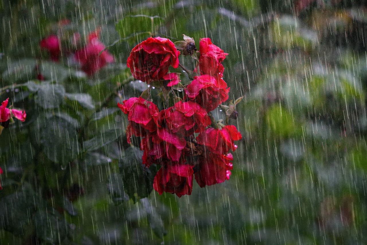 How to Start a Rain Garden to Manage Stormwater Naturally