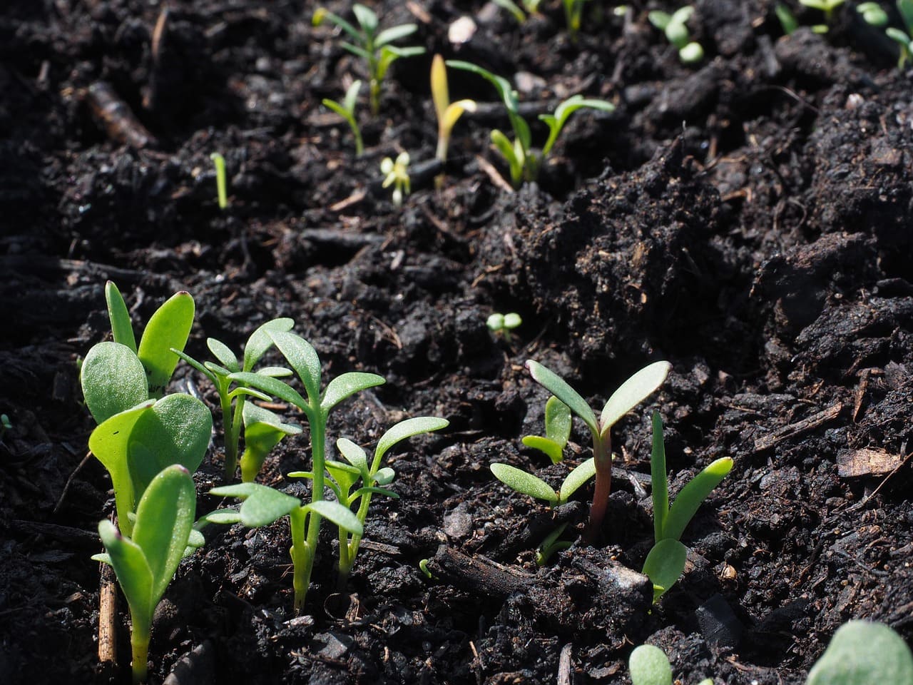 Understanding Hardiness Zones and Choosing the Right Plants