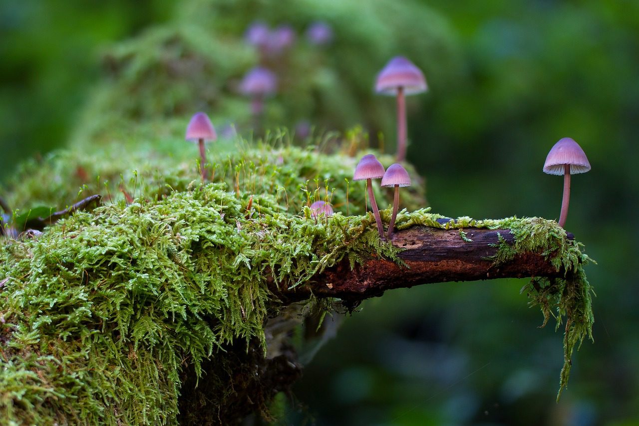 The Role of Mycorrhizal Fungi in Organic Gardening