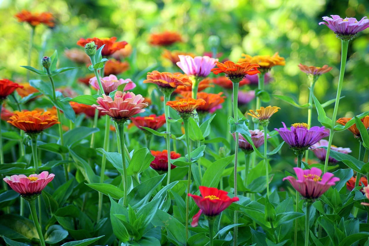 Creating a Garden with Native Plants Why It Matters