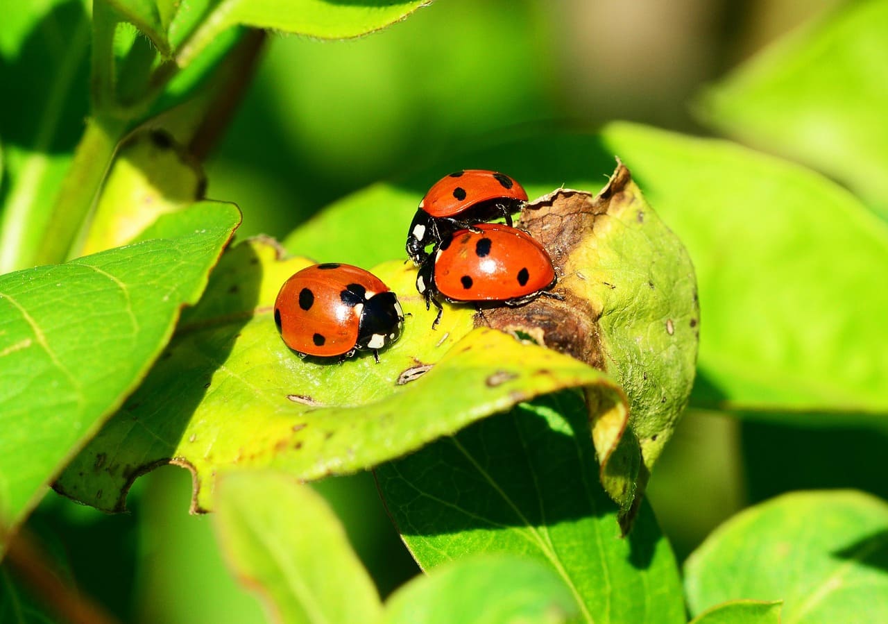 How to Attract Beneficial Insects to Your Garden Naturally (1)