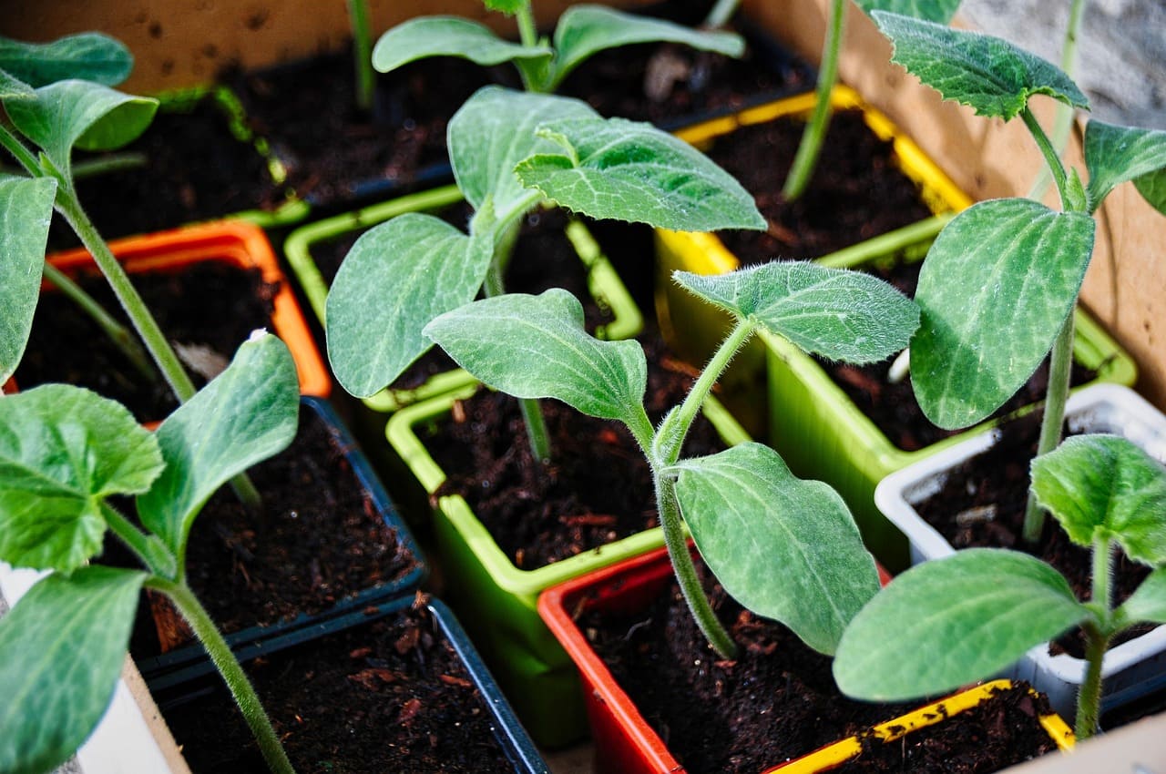 How to Grow Food in Containers A Guide to Small Space Gardening (1)