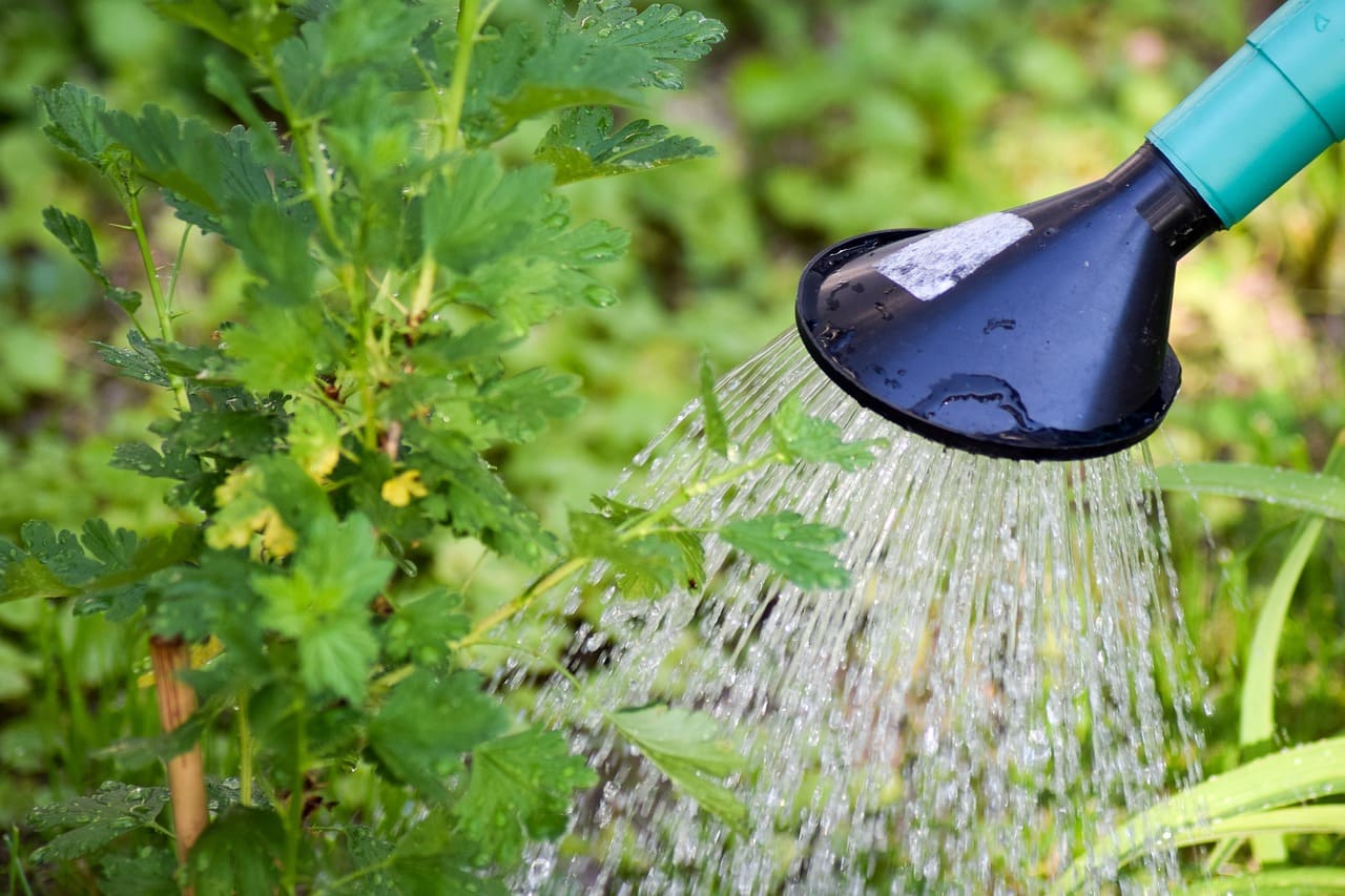 How to Make Organic Liquid Fertilizer at Home (1)
