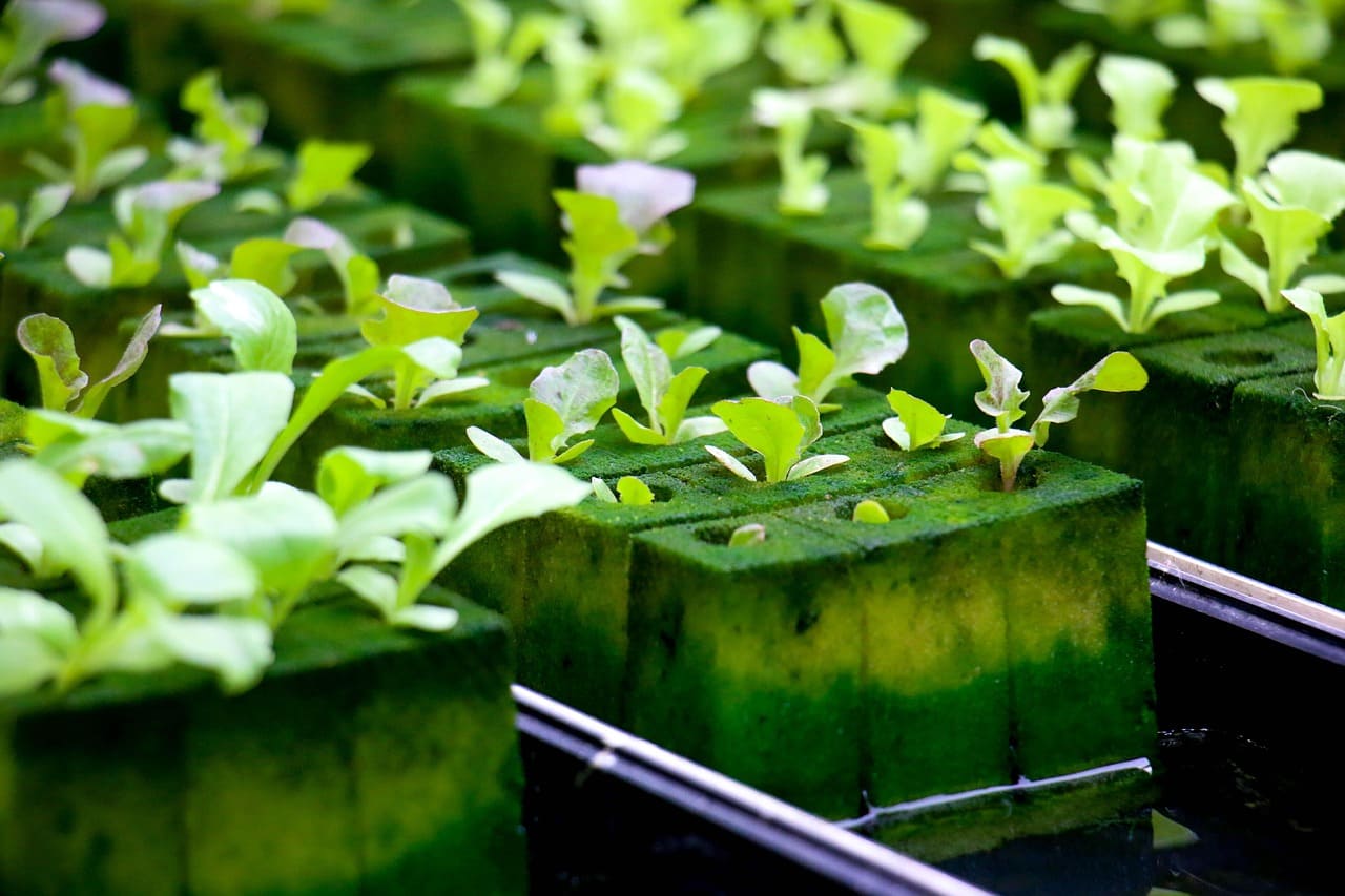 How to Start an Indoor Hydroponic Herb Garden