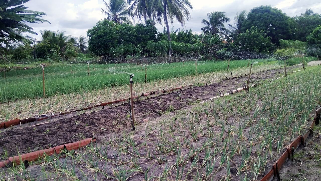 The Basics of Permaculture Gardening for Beginners (1)