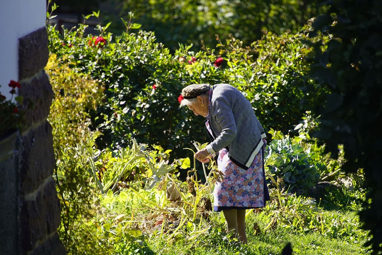 Gardening for People with Limited Mobility Accessibility Tips and Planting Strategies (01 (1)